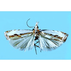 /filer/webapps/moths/media/images/P/paris_HT.jpg