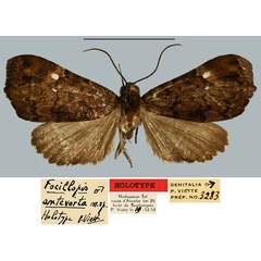 /filer/webapps/moths/media/images/A/antevorta_Focillopis_HT_MNHN.jpg