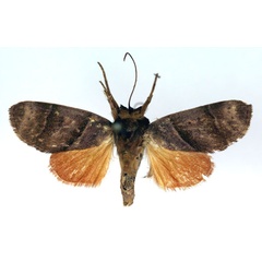 /filer/webapps/moths/media/images/S/subparalella_Aiteta_HT_RMCA_03.jpg