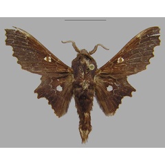 /filer/webapps/moths/media/images/T/tripunctata_Mimopacha_AM_CMNH.jpg
