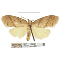 /filer/webapps/moths/media/images/P/pringlei_Spatulosia_HT_NHMUK.jpg