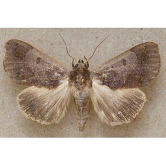 /filer/webapps/moths/media/images/S/selenaris_Ophiusa_A_Butler.jpg