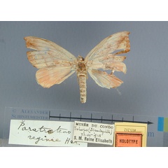 /filer/webapps/moths/media/images/R/reginae-ogovensis-Paratrotonotus-13212f-HT-Kongo.jpg