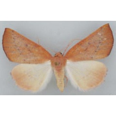 /filer/webapps/moths/media/images/P/punctilinea_Terpnostola_AF_TMSA.jpg