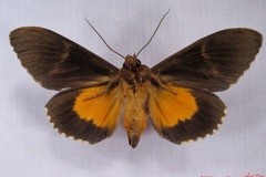 Eudocima divitiosa