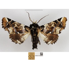 /filer/webapps/moths/media/images/B/bowkeri_Eutelia_AM_NHMUK.jpg