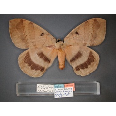 /filer/webapps/moths/media/images/A/ampla_Jana_HT_RMCA_01.jpg