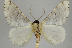 Colocleora polyplanes