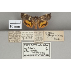 /filer/webapps/moths/media/images/F/flavipicta_Hyblaea_PTM_OUMNHa_01.jpg