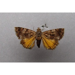 /filer/webapps/moths/media/images/A/apicalis_Ozarba_A_Baron.jpg