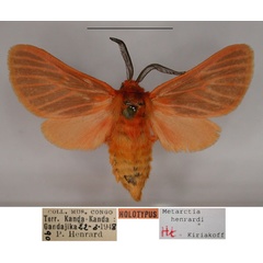 /filer/webapps/moths/media/images/H/henrardi_Metarctia_HT_RMCA_01.JPG