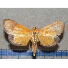 /filer/webapps/moths/media/images/H/hesusalis_Phostria_A_Goff_03.JPG