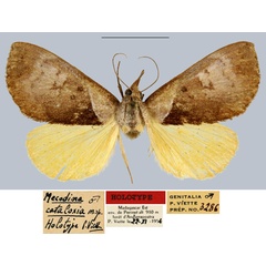 /filer/webapps/moths/media/images/C/cataloxia_Mecodina_HT_MNHN.jpg