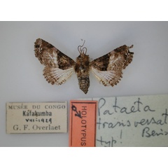 /filer/webapps/moths/media/images/T/transversata_Pataeta_HT_RMCA_01.jpg