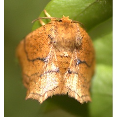 /filer/webapps/moths/media/images/A/ancilis_Ectropa_A_Heyns_01.jpg