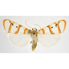/filer/webapps/moths/media/images/N/nemasisha_Cyana_AM_NHMO_02.jpg