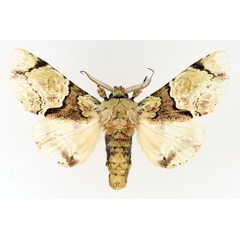/filer/webapps/moths/media/images/D/dukei_Thiacidas_AM_TMSA_01.jpg