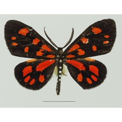 /filer/webapps/moths/media/images/S/sanguinarea_Terina_AM_Basquin_01a.jpg