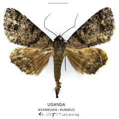 /filer/webapps/moths/media/images/E/excavata_Metatacha_AM_Basquina.jpg