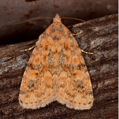 /filer/webapps/moths/media/images/D/Deltote_bryophilina_lat-26_499441_lon28_339979_2021-10-31_21591.jpg