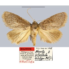 /filer/webapps/moths/media/images/A/argentula_Negeta_HT_MNHN.jpg