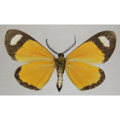 /filer/webapps/moths/media/images/T/tenuifascia_Mesomima_AM_ZSMb.jpg