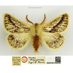 /filer/webapps/moths/media/images/A/abyssinica_Phiala_STM_NHMUK.jpg