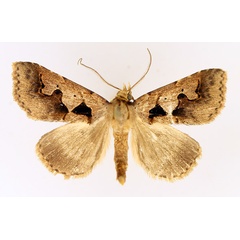 /filer/webapps/moths/media/images/P/plumipes_Anoba_AM_TMSA_02.jpg