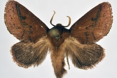 Apluda vesana