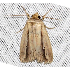 /filer/webapps/moths/media/images/T/tacuna_Mythimna_A_Braun_16.jpg