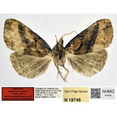 /filer/webapps/moths/media/images/I/introfusca_Meganola_PT_NHMO.jpg