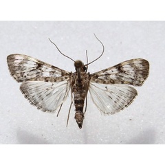 /filer/webapps/moths/media/images/N/negatalis_Glyphodes_A_Goff_01.jpg