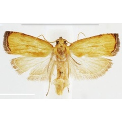 /filer/webapps/moths/media/images/H/harmographa_Phalarocarpa_AM_NHMO_2NczKd3.jpg