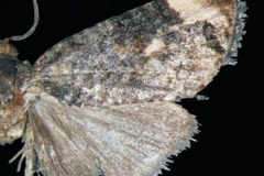 Endothenia albapex