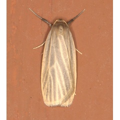 /filer/webapps/moths/media/images/I/interstiteola_Pusiola_A_Heyns_02.jpg