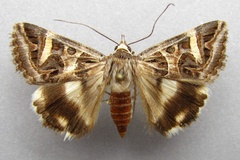 Cerocala vermiculosa