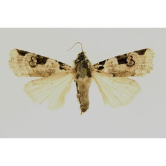 /filer/webapps/moths/media/images/A/albifrons_Mentaxya_AF_RMCA.jpg