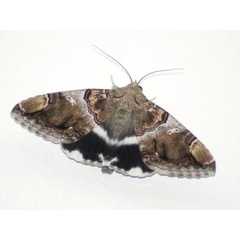 /filer/webapps/moths/media/images/O/oedipodina_Achaea_A_Guyonnet.jpg