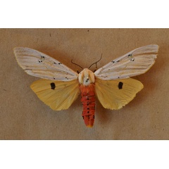 /filer/webapps/moths/media/images/S/similis_Rhodogastria_AM_Butler.jpg