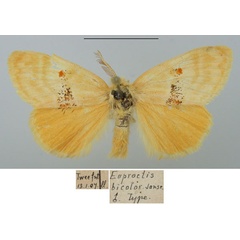 /filer/webapps/moths/media/images/B/bicolor_Euproctis_HT_TMSA_n0D6BfF.jpg