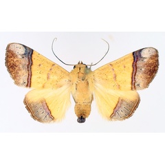 /filer/webapps/moths/media/images/C/congoensis_Strongylosia_AM_TMSA_02.jpg