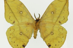 Pselaphelia flavivitta