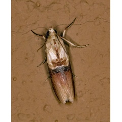 /filer/webapps/moths/media/images/F/flavinia_Ulophora_A_Roland_01.jpg