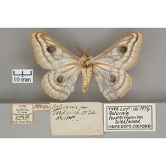 /filer/webapps/moths/media/images/T/terpsichorina_Saturnia_HT_OUMNH_02.jpg