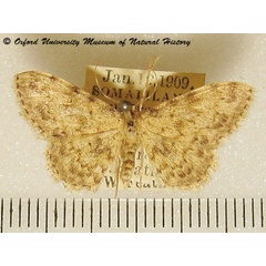 /filer/webapps/moths/media/images/L/luridata_Scopula_A_OUMNH_03.jpg