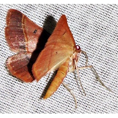 /filer/webapps/moths/media/images/C/chromatina_Drepanogynis_A_Braun_04.jpg