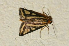 Loxostege venustalis