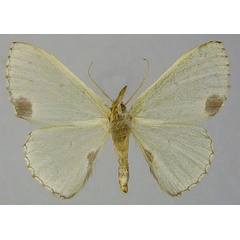 /filer/webapps/moths/media/images/P/perileuca_Blechroneromia_AF_ZSMb.jpg