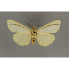 /filer/webapps/moths/media/images/V/vittata_Acantharctia_AM_BMNH.jpg