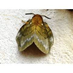 /filer/webapps/moths/media/images/T/tessmanni_Lechriolepis_A_Voaden.jpg